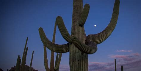 The saguaro cactus grows very slowly. Iconic Saguaro Cactus: 10 Things You Never Knew! - Trailer ...