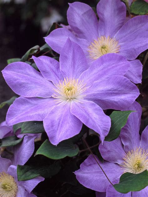 Oodles of flowers per plant and strong stems make these perennial varieties great selections for a cutting garden. Product Viewer - Clematis Diana's Delight