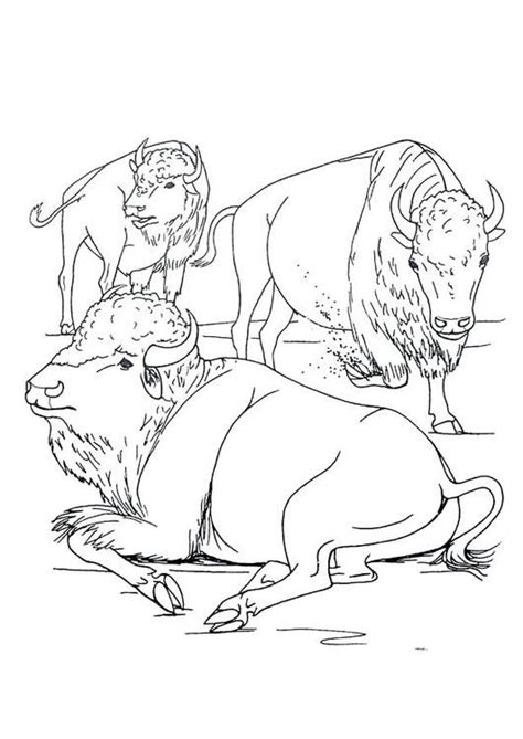 We hope that our coloring pages will help parents to teach kids to love these and other wondrous animals. Coloring page American bison - img 9920. | Coloring pages ...