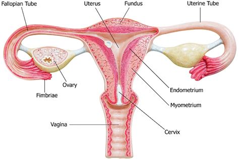 How pregnancy happens female organs. NEET (NTA)-National Eligibility cum Entrance Test (Medical ...