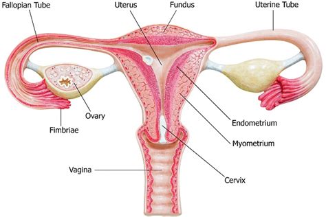 Understand the development of the gonads in males and females. NEET (NTA)-National Eligibility cum Entrance Test (Medical) Biology Human Reproduction ...