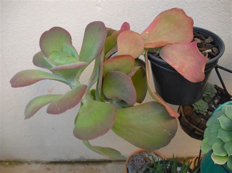 Maybe you would like to learn more about one of these? Orelha de elefante - Suculenta - Elephant Ear - Succulent ...