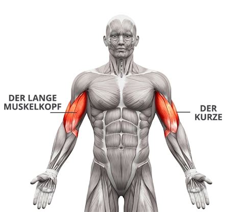 Im fitnessstudio kann man definitiv effektiv muskeln aufbauen 14%. 6 effektive Übungen für straffe Arme - zu Hause trainieren