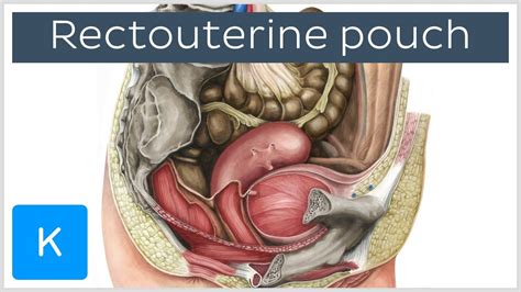 This acronym/slang usually belongs to medical & science category. Rectouterine pouch (rectouterine excavation, pouch of ...