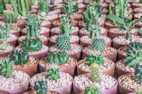 The cactus king and other commercial nurseries that sell common landscaping plants are unable to the cactus king's expert staff will choose a variety of our best 4 cacti and ship them to your home today. Baby Saguaro Cactus stock image. Image of white, closeup ...