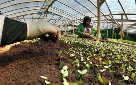 Pertama, campuran komoditi yang bertumpu kepada kelapa sawit yang kedua, sektor kelapa sawit menyedut dengan besar sumber, lantas melemahkan sektor makanan. Pemerintah Pacu Sektor Pertanian Untuk Bangkitkan Ekonomi ...