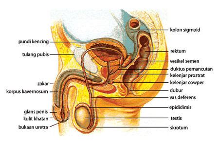 A) perubahan pada ovary yang berkaitan dengan perkembangan folikel dan. PRO-BATIN BLOG: sistem zakar