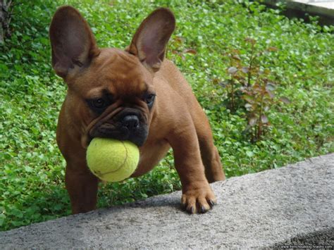 A francia bulldog rövid, zömök testfelépítésével egy izmos, tömzsi négylábú benyomását kelti. Francia bulldog kutya