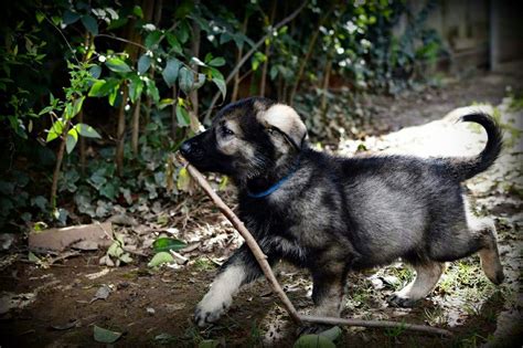 Because of this, they've always been satisfying to look at, whether it's a black sable german shepherd or a silver sable german shepherd. Silver sable german shepherd puppy Bellevue German Shepherds Www.bellevu… | Sable german ...