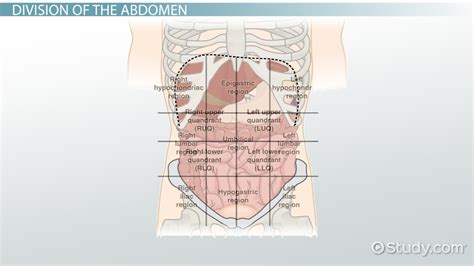 These terms are not used in comparative anatomy, since most other animals do not stand erect. Human Body Organs Diagram From The Back - Abbathetwiter