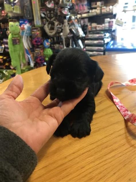 Sometimes, you may find a miniature schnauzer for free in indiana to a good home listed by an owner who may no longer be able to look after them because of personal circumstances. Miniature Schnauzer puppy dog for sale in Mitchell, Indiana