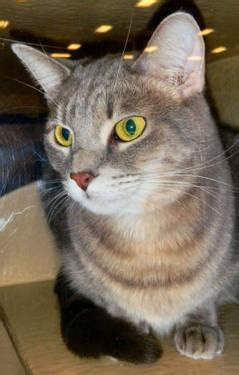 They are quite docile and laid back. Tabby - Grey - Judith - Medium - Adult - Female - Cat for ...