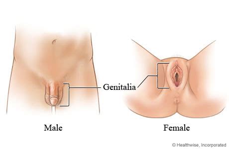 Not a fan of circumcised penises though. External Genitalia | University of Michigan Health System