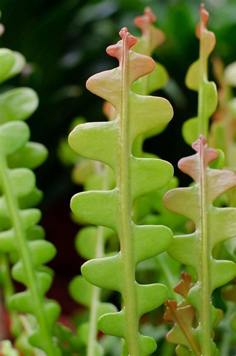 Molded by dry desert climates, they don't require much water or care and can survive extreme weather conditions. Fishbone Cactus: All About This Easy To Care Zig-zag ...