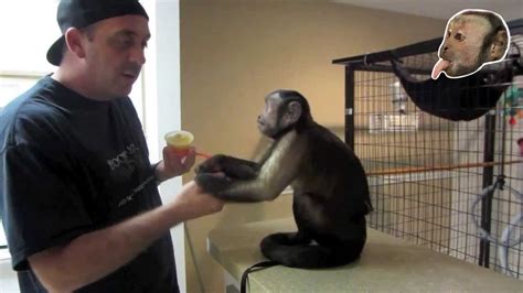 Play monkey games at y8.com. Capuchin Monkey Loves Apple Sauce! - YouTube