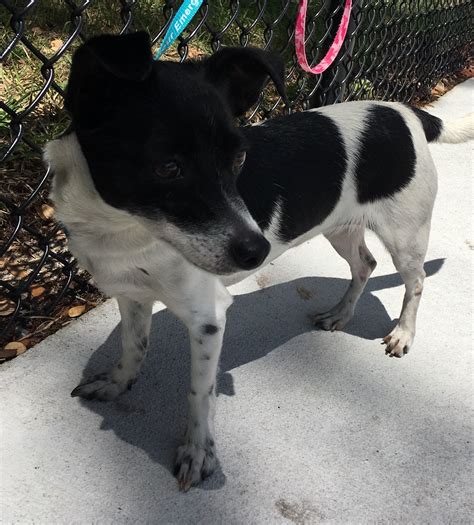 He is a fearless, not to mention please consult the adoption organization for details on a specific pet. Jack-Rat Terrier dog for Adoption in Sanford, FL. ADN ...