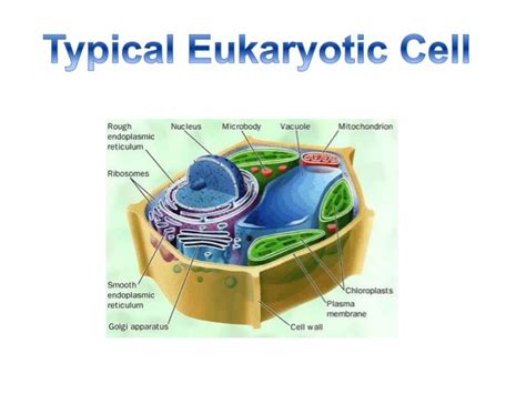 Maybe you would like to learn more about one of these? PPT - 6 Kingdoms of Life PowerPoint Presentation - ID:4948606