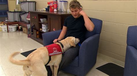 Aim to include strength training exercises at least two days a week. Program teaches dogs to detect high and low blood sugar in ...