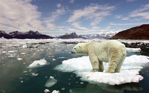 Il a ajouté une image d'ours polaire sur une image de plage. L'ours polaire