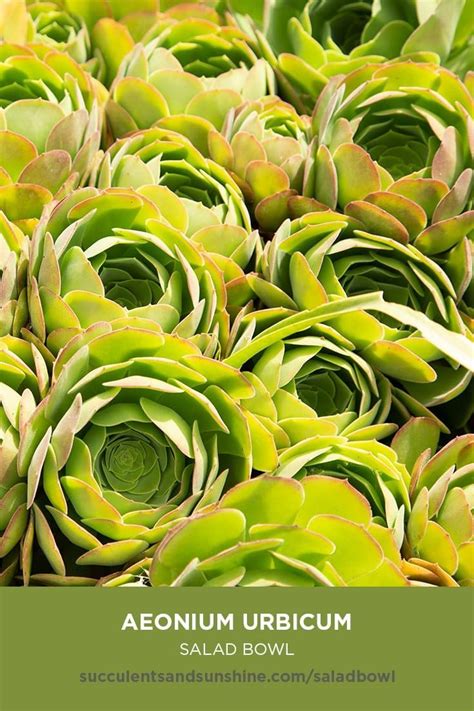 Though the christmas cactus is, in fact, a cactus, its tropical origins mean it craves more water than most. Aeonium urbicum "Salad Bowl" | Succulent landscaping front ...