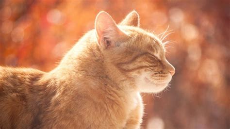 This question about cats living longer indoors vs. Lifespan of a Cat: How long do cats live for? Answer and ...