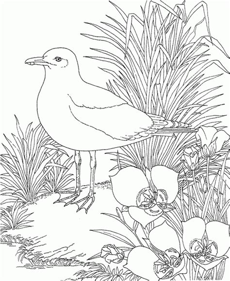 They are smaller than a robin and their orange is brighter than a robin's coloring. Baltimore Orioles Coloring Pages - Coloring Home