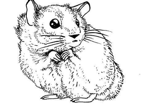 We did not find results for: Realistic Hamster Coloring Pages at GetColorings.com ...