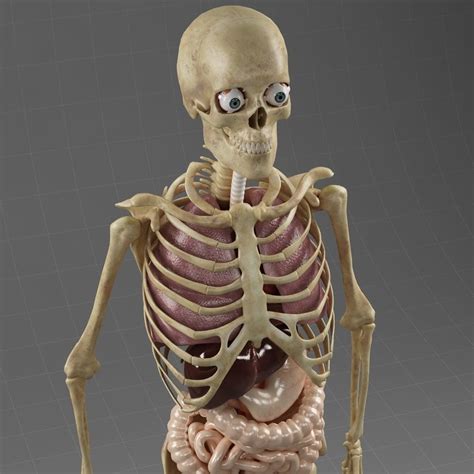 Their function is concerned with reproduction and sexual pleasure. 3D model Anatomy Internal Organs Male | CGTrader