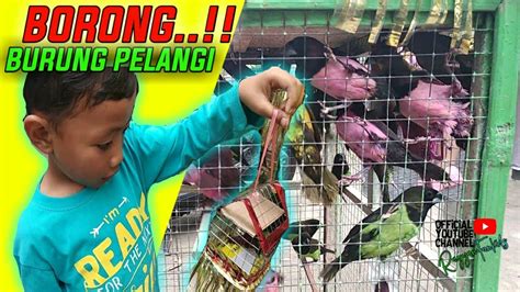 Burung Warna Warni - Beli Burung Pelangi - YouTube