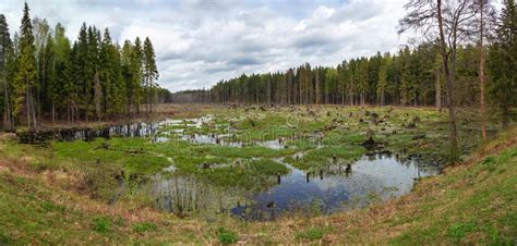 Het land grenst aan rusland in het noordoosten, aan oekraïne in het zuiden, aan polen in het westen en aan litouwen en letland in het noordwesten. Panorama Bosknipsel Landschap Van Wit-Rusland Moeras Stock ...