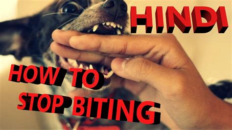 Dogs can be trained as vicious protectors of both man and property. how to train your dog NOT to BITE in hindi - Rimadyl ...