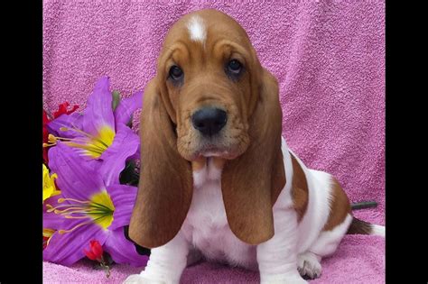 Browse thru thousands of basset hound dogs for adoption near in usa area, listed by dog rescue organizations and basset hound dog for adoption near texas, austin, usa. Austin's Basset Hounds - Puppies For Sale