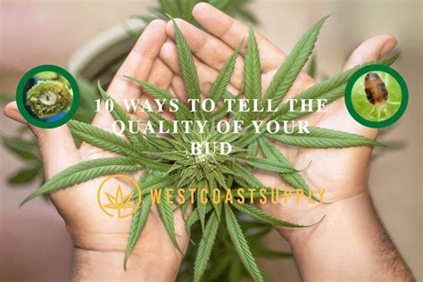 Again, i don't see your doctor going to that extreme to find out if you were telling the truth or not. 10 Easy Ways To Tell Good Weed | West Coast Supply