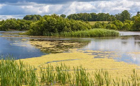 2021 fick vi ett annat problem med badplatserna i sommarens början: Så funkar algblomning | Forskning & Framsteg