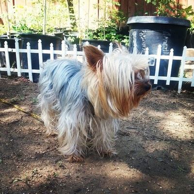 We have a nice selection of dogs for. YORKIE MALE STUD SERVICES, SOUTHERN CALIFORNIA, MALE STUD ...