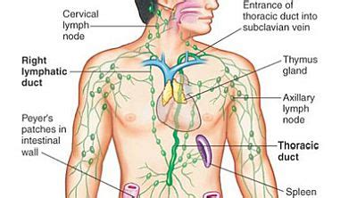 Organs are organised into organ systems. Ways To Keep The Lymph System Unclogged | Shift Frequency