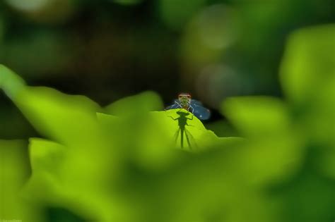 Als sommerzeit wird die gegenüber der zonenzeit meist um eine stunde vorgestellte uhrzeit bezeichnet, die während eines bestimmten zeitraums im sommerhalbjahr (und oft auch etwas darüber hinaus) als gesetzliche zeit dient. Sommerzeit Foto & Bild | sommer, outdoor, natur Bilder auf fotocommunity