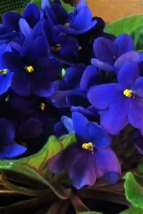 Explore our huge selection today! My African Violet In Bloom (With images) | African violets ...