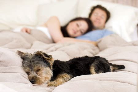 Wie du siehst, halten sich pro & contra die waage. Darf der Hund mit ins Bett? | Hunde