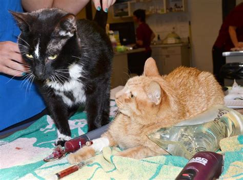 Ascities treatment guidelines depend upon the condition. Cat Gets Lifesaving Blood Transfusion from Shelter Cat ...