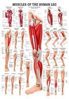 Hamstrings (made of 3 muscles): Anatomy Of Leg Muscles And Tendons Anatomy Diagram Leg ...