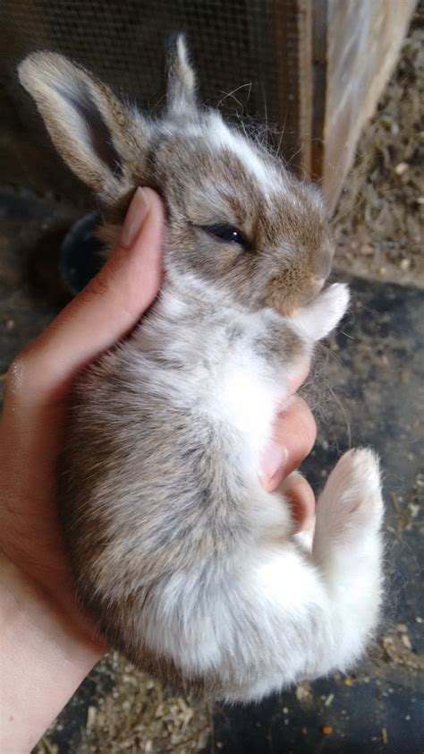 We are partnered exclusively with some of the best international show breeders in the world, specializing in the tiniest, cutest and most precious pomeranian puppies with the sweetest temperaments. Flemish Giant Rabbits For Sale | Gilbert, MN #226674