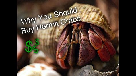 A list of places to buy online. Why You SHOULD Buy Hermit Crabs - YouTube