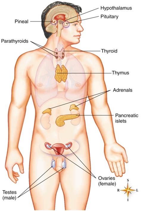 Balance of water, sodium, potassium and fat in body. A&P: Chapter 10 The Endocrine System