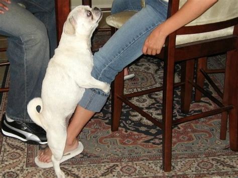 Signora azzannata dal cane da guardia, in ospedale. Signora Si Fa Scopare Dal Cane / Donna Fa Sesso Con Il Suo ...