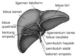 Maybe you would like to learn more about one of these? Sistem Eksresi Pada Hati Manusia ~ Berbagi Ilmu