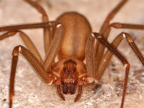brown_recluse_spider - Action Pest Control