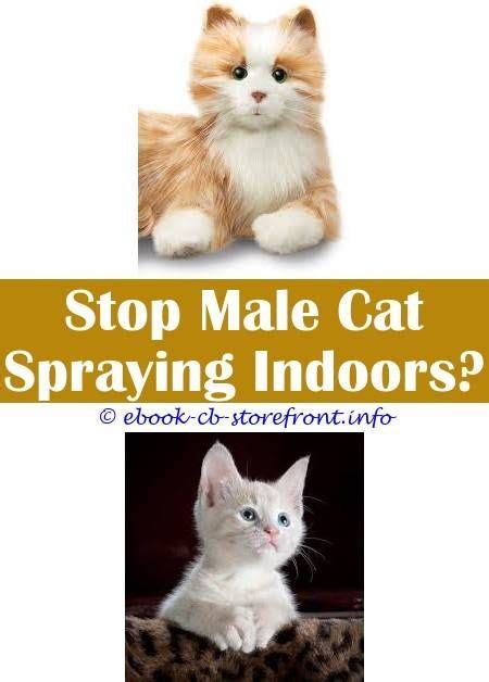 We didn't choose them at a shelter. 4 Prodigious Tips: Do Female Cats Or Male Cats Spray spray ...