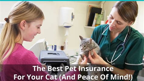 There's nothing more joyful than a kitten, but they're why do i need kitten insurance? The Best Pet Insurance For Cats And Kittens To Save You Money