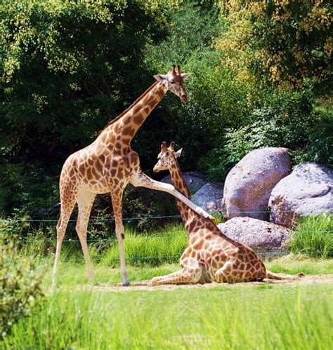 C'est amusant, insolite et plutôt conf. Parc de la tête d'or, Lyon